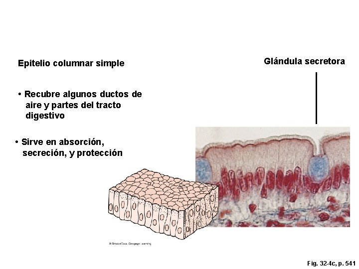 Epitelio columnar simple Glándula secretora • Recubre algunos ductos de aire y partes del