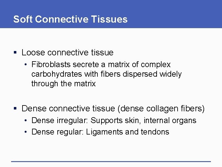 Soft Connective Tissues § Loose connective tissue • Fibroblasts secrete a matrix of complex
