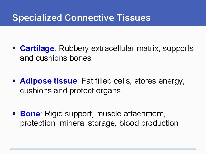 Specialized Connective Tissues § Cartilage: Rubbery extracellular matrix, supports and cushions bones § Adipose