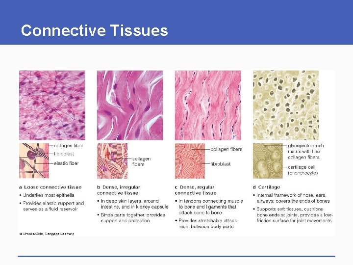 Connective Tissues 