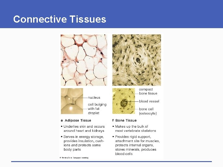 Connective Tissues 