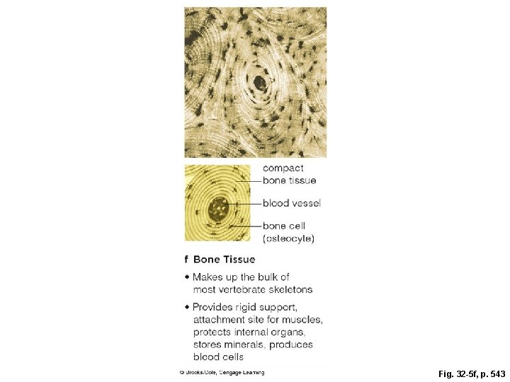 Fig. 32 -5 f, p. 543 