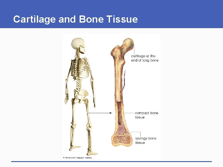 Cartilage and Bone Tissue 