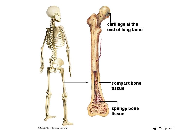 cartilage at the end of long bone compact bone tissue spongy bone tissue Fig.