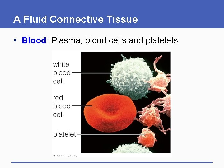 A Fluid Connective Tissue § Blood: Plasma, blood cells and platelets 