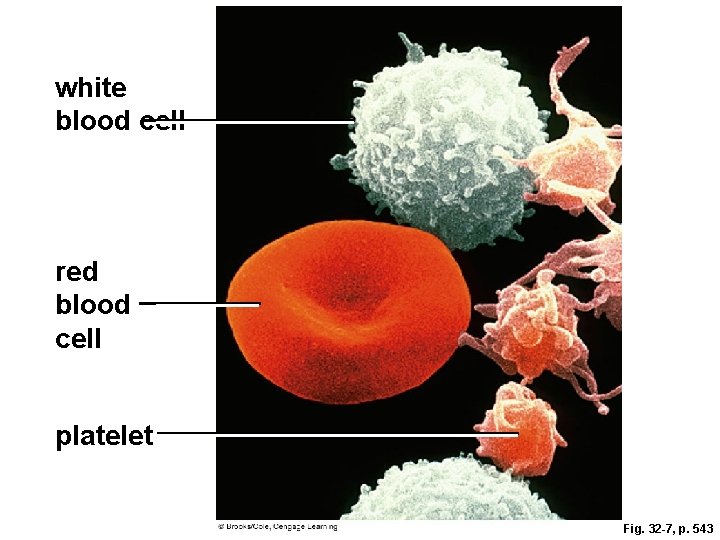 white blood cell red blood cell platelet Fig. 32 -7, p. 543 