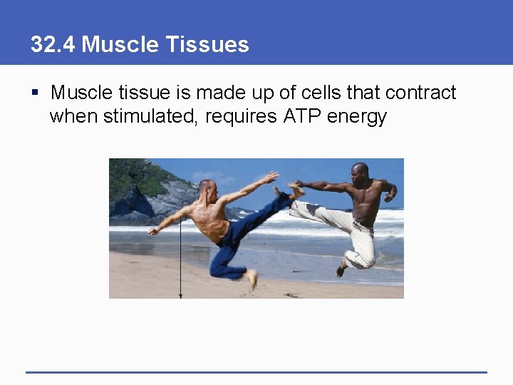 32. 4 Muscle Tissues § Muscle tissue is made up of cells that contract