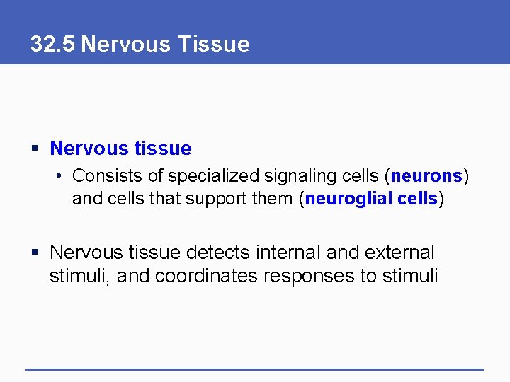 32. 5 Nervous Tissue § Nervous tissue • Consists of specialized signaling cells (neurons)