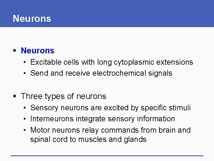 Neurons § Neurons • Excitable cells with long cytoplasmic extensions • Send and receive