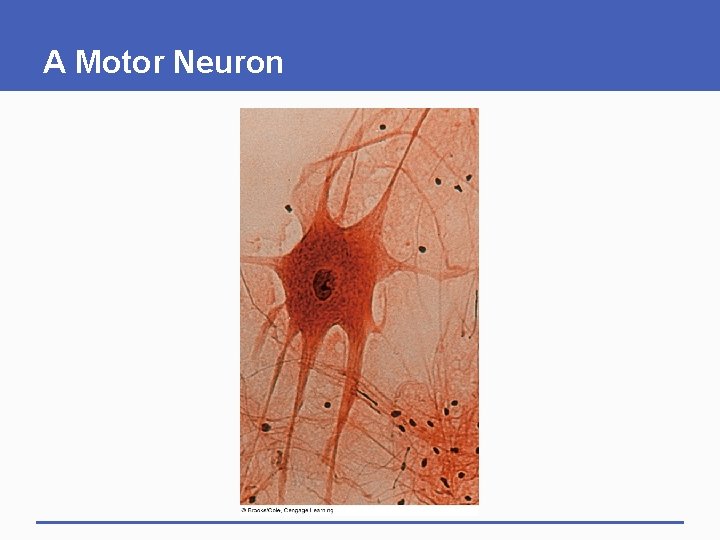 A Motor Neuron 