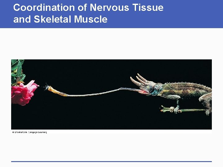 Coordination of Nervous Tissue and Skeletal Muscle 
