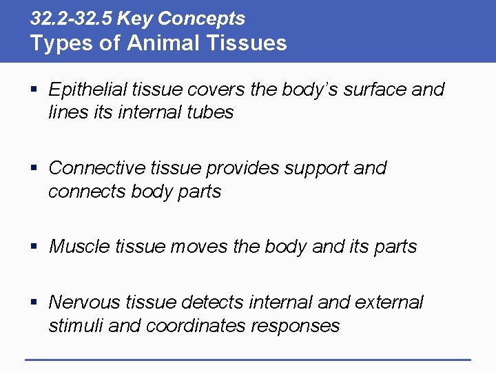 32. 2 -32. 5 Key Concepts Types of Animal Tissues § Epithelial tissue covers