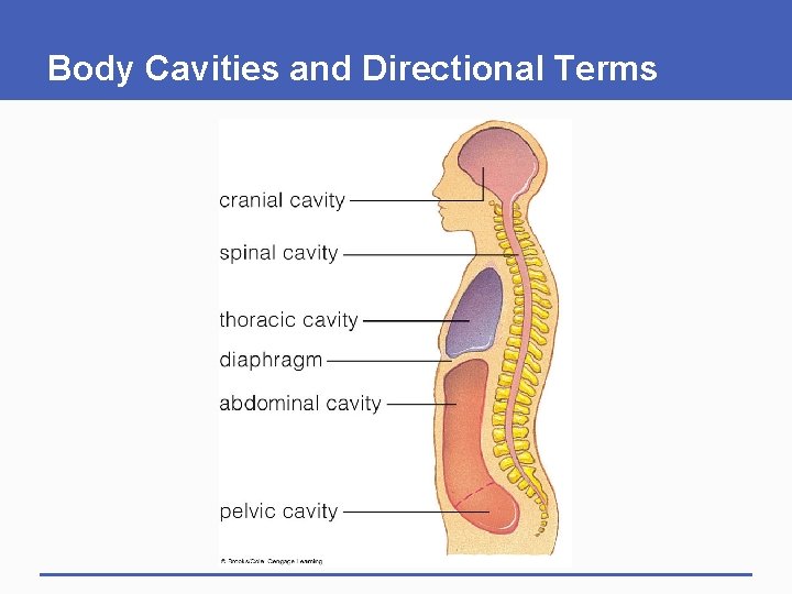 Body Cavities and Directional Terms 