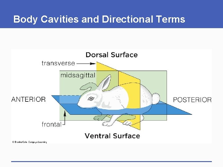 Body Cavities and Directional Terms 