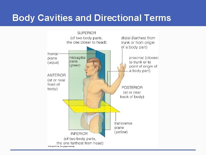 Body Cavities and Directional Terms 