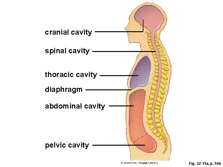 cranial cavity spinal cavity thoracic cavity diaphragm abdominal cavity pelvic cavity Fig. 32 -11