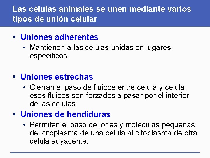 Las células animales se unen mediante varios tipos de unión celular § Uniones adherentes