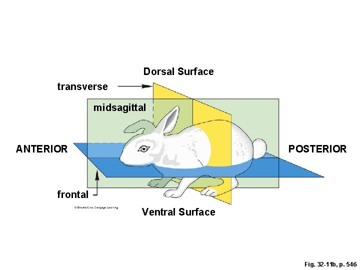 Dorsal Surface transverse midsagittal ANTERIOR POSTERIOR frontal Ventral Surface Fig. 32 -11 b, p.