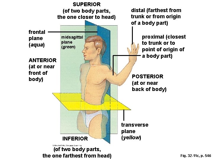 SUPERIOR (of two body parts, the one closer to head) frontal plane (aqua) midsagittal