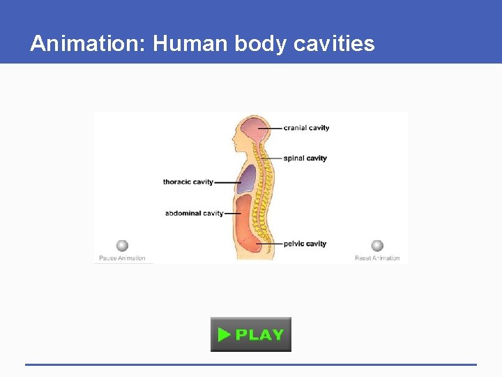 Animation: Human body cavities 