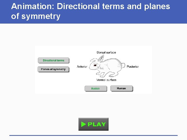 Animation: Directional terms and planes of symmetry 