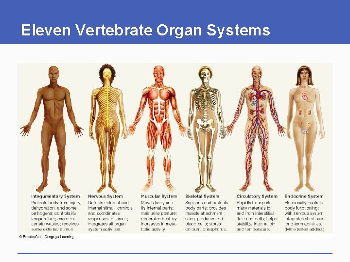 Eleven Vertebrate Organ Systems 
