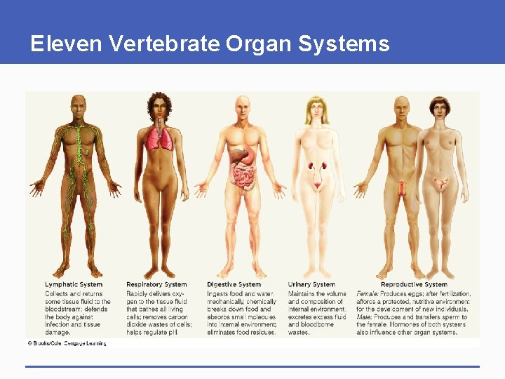 Eleven Vertebrate Organ Systems 