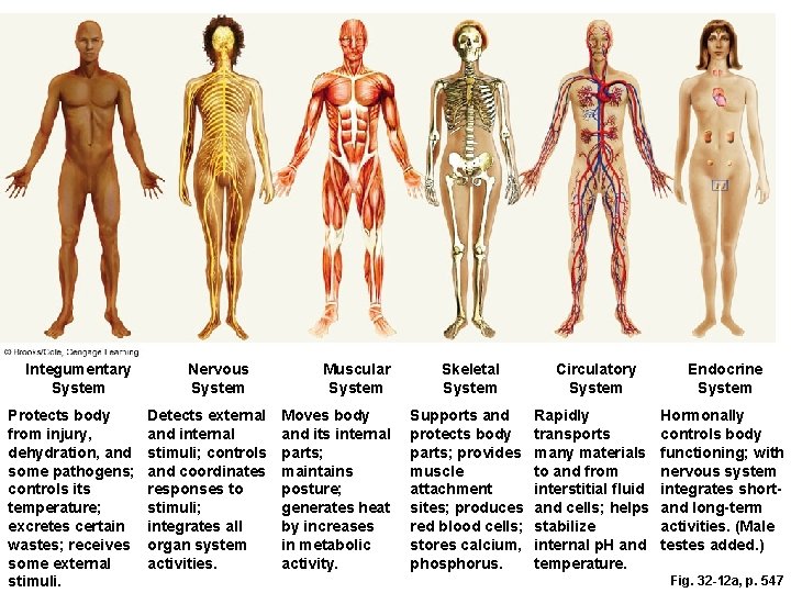 Integumentary System Protects body from injury, dehydration, and some pathogens; controls its temperature; excretes