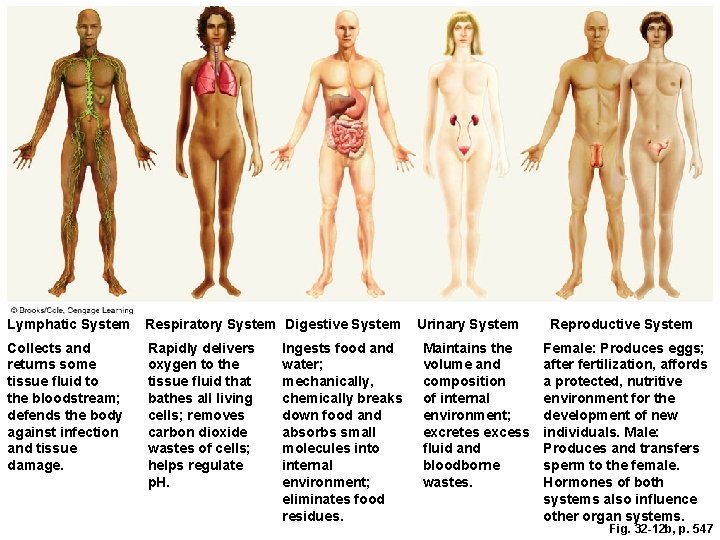 Lymphatic System Respiratory System Digestive System Collects and returns some tissue ﬂuid to the