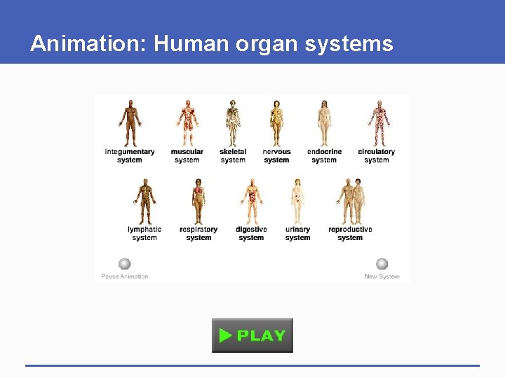 Animation: Human organ systems 