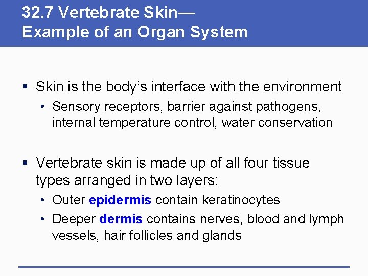 32. 7 Vertebrate Skin— Example of an Organ System § Skin is the body’s