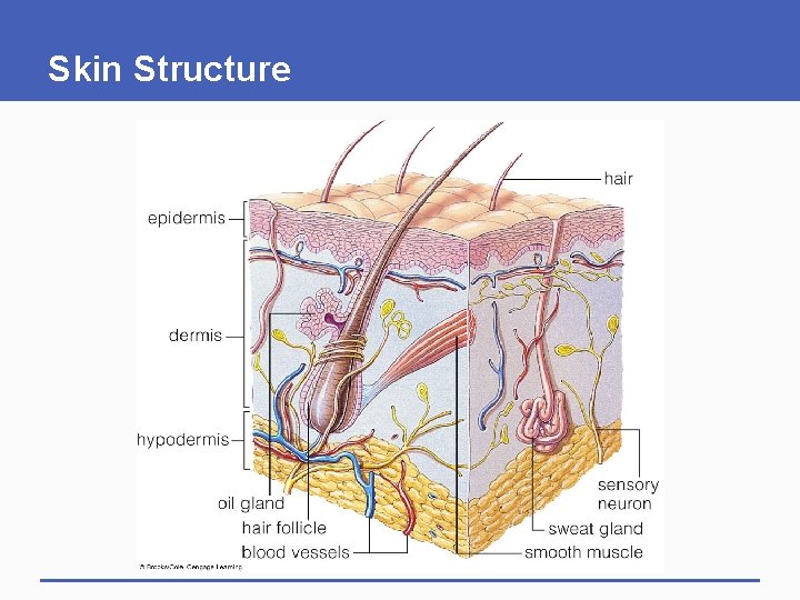 Skin Structure 