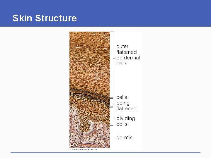 Skin Structure 