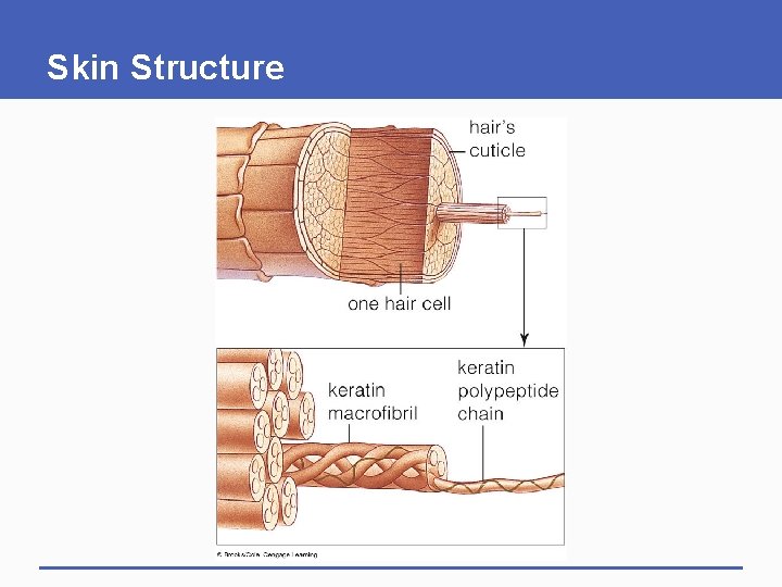 Skin Structure 