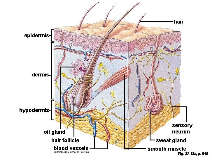 hair epidermis hypodermis oil gland hair follicle blood vessels sensory neuron sweat gland smooth