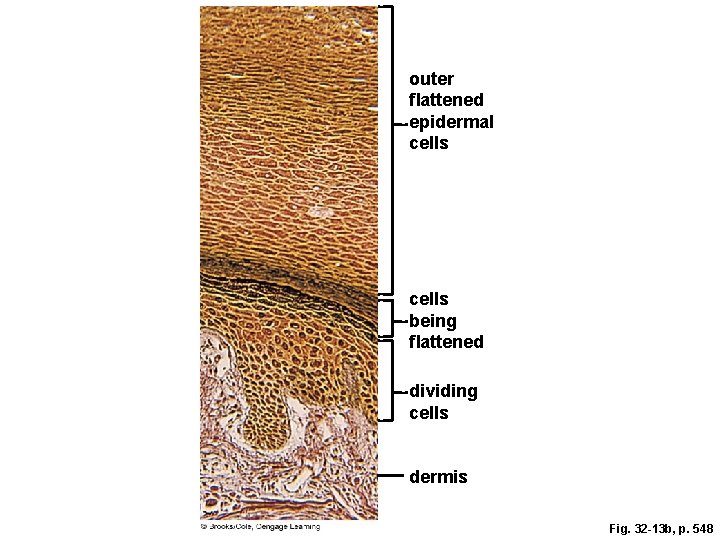 outer ﬂattened epidermal cells being ﬂattened dividing cells dermis Fig. 32 -13 b, p.