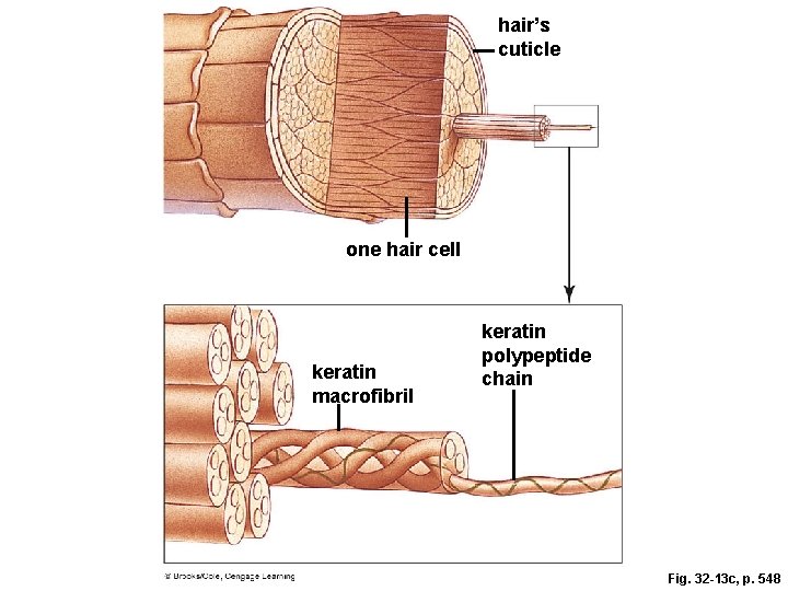 hair’s cuticle one hair cell keratin macrofibril keratin polypeptide chain Fig. 32 -13 c,