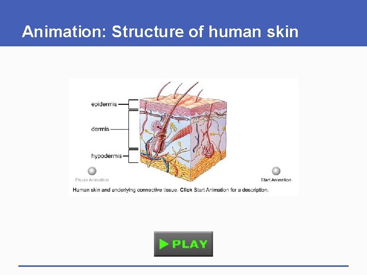 Animation: Structure of human skin 
