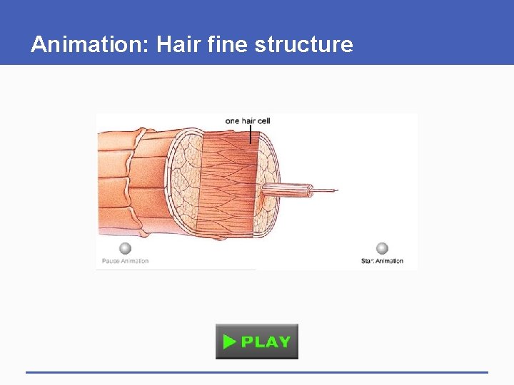 Animation: Hair fine structure 