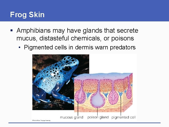 Frog Skin § Amphibians may have glands that secrete mucus, distasteful chemicals, or poisons