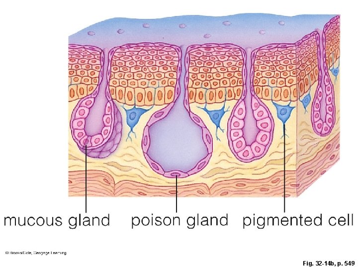 Fig. 32 -14 b, p. 549 