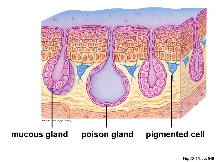 mucous gland poison gland pigmented cell Fig. 32 -14 b, p. 549 
