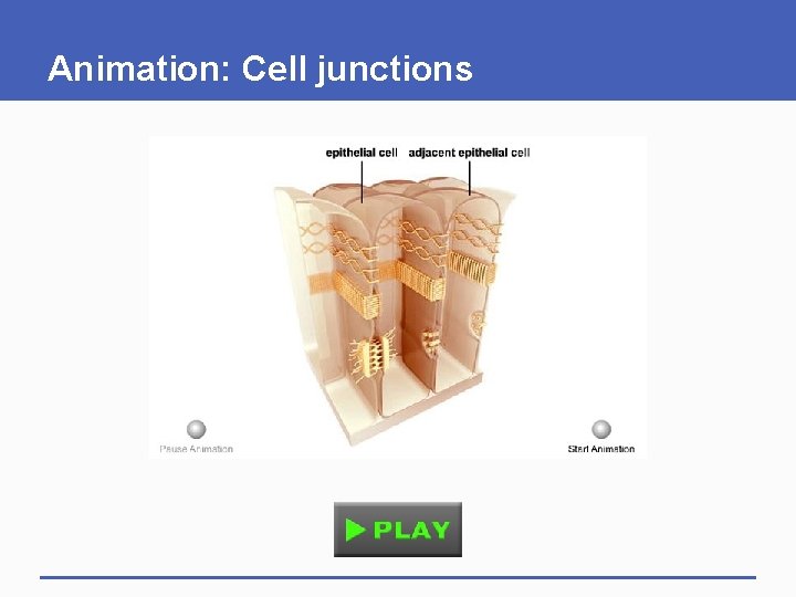 Animation: Cell junctions 