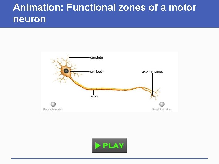 Animation: Functional zones of a motor neuron 