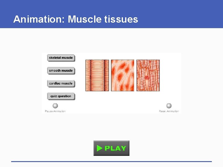 Animation: Muscle tissues 