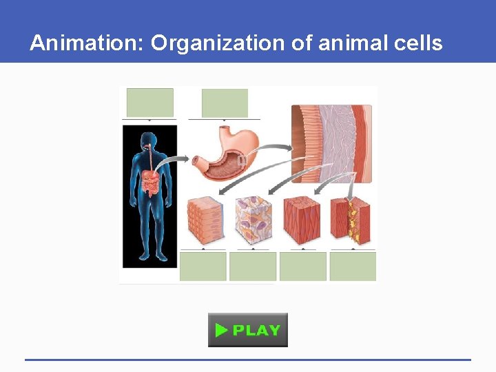 Animation: Organization of animal cells 