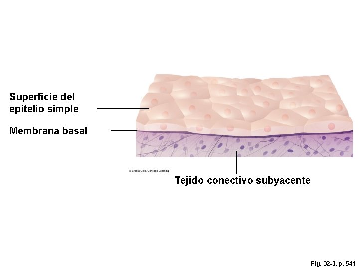 Superficie del epitelio simple Membrana basal Tejido conectivo subyacente Fig. 32 -3, p. 541