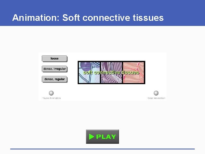 Animation: Soft connective tissues 