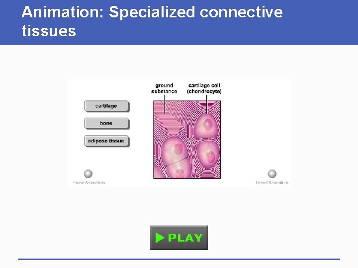 Animation: Specialized connective tissues 