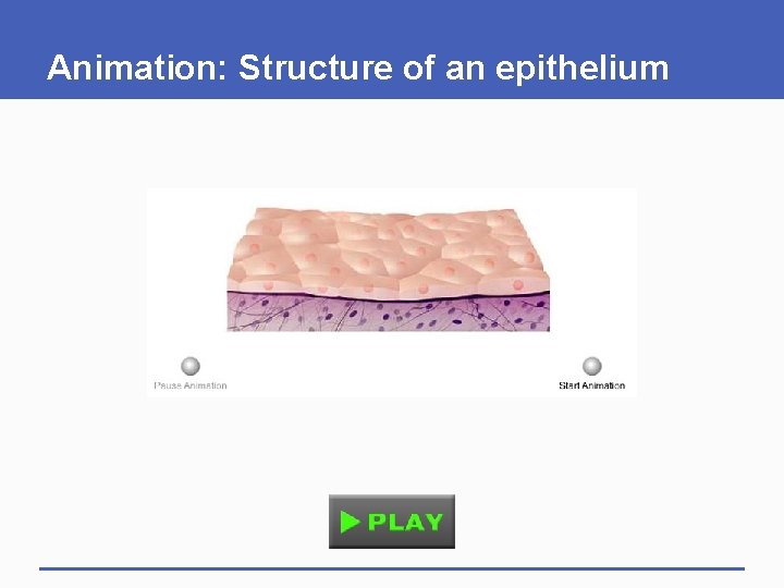 Animation: Structure of an epithelium 